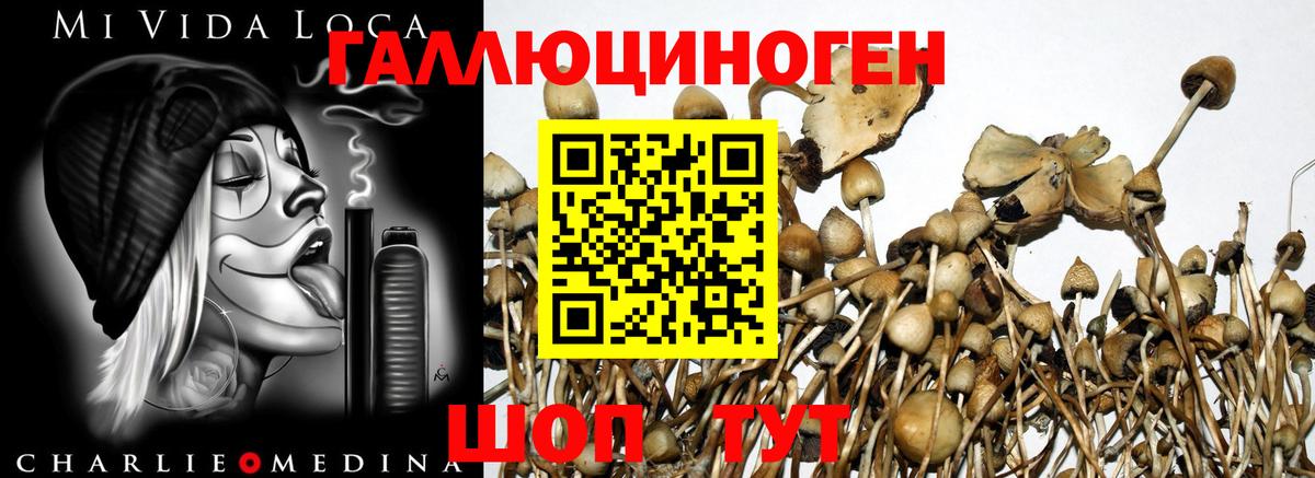 Псилоцибиновые грибы Psilocybe Курчалой